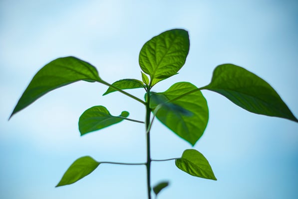 nature-plant-morning-green.jpg